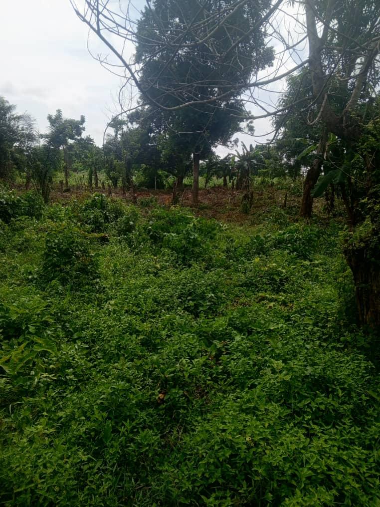 A plot of land for sale at apata Ibadan Oyo state the land is located close to road and has residential property around 2.2m asking price